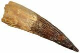 Fossil Spinosaurus Tooth - Composite Tip #254847-1